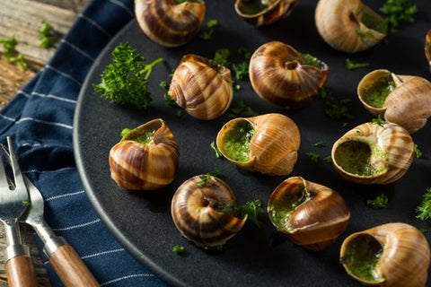 Snails Extra Large HELIX