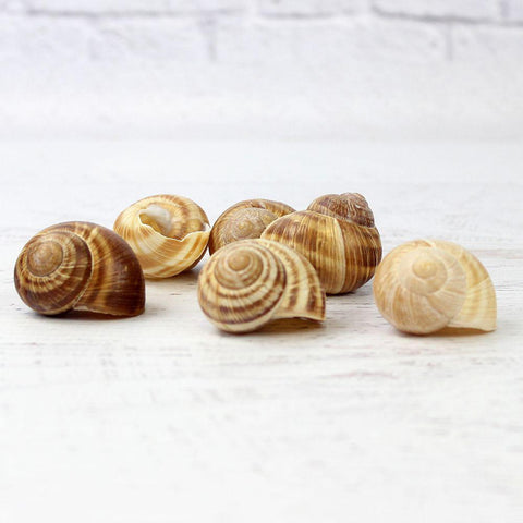 Snail Shells Empty Extra Large