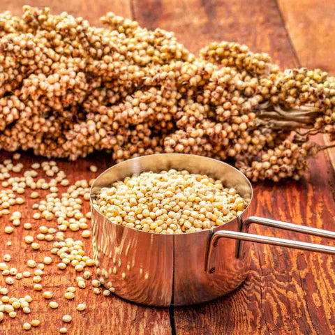Sorghum White Kernels